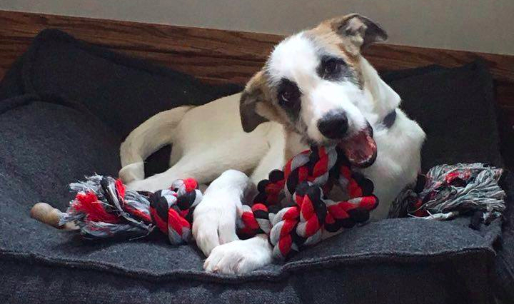 adopt canaan amman jordan