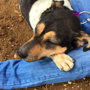 adopt dog amman jordan