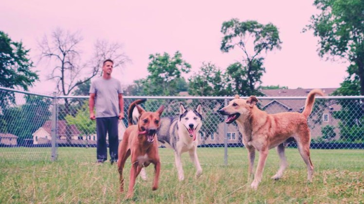 adopt dogs of jordan