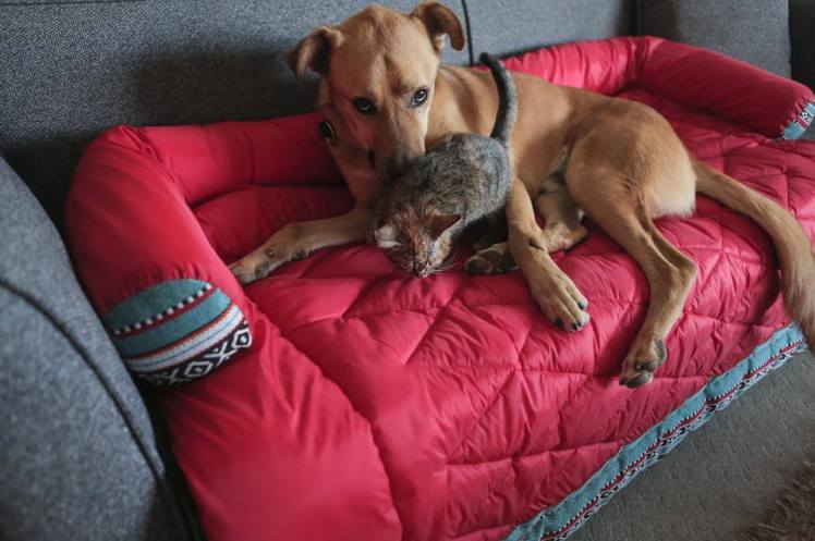 bonjojo handmade pet products amman jordan