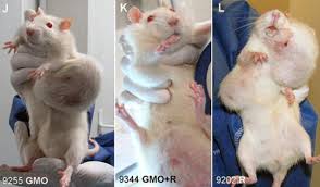 gmo rats tumors monsanto