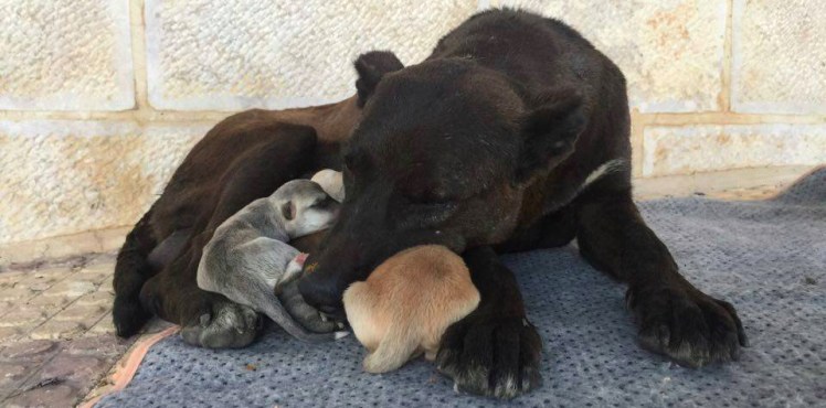 malath canaan rescue jordan mom and pups