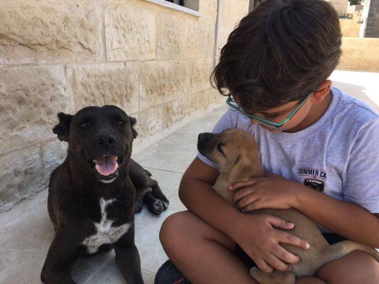mama dog adopt amman