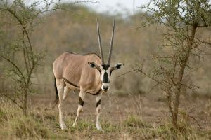 Beisa Oryx
