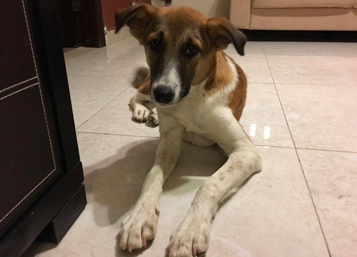 canaan dog amman jordan