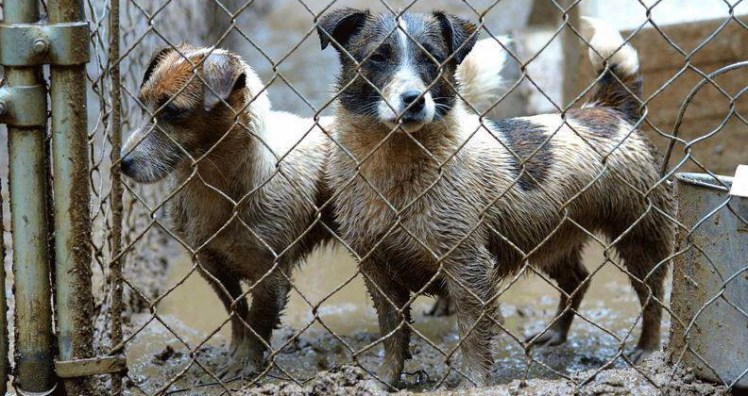 appeal to support jordans pets and animals