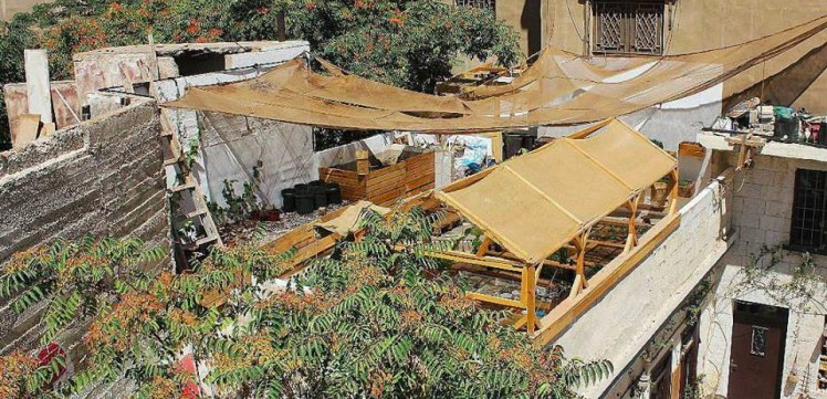 greening the camps amman