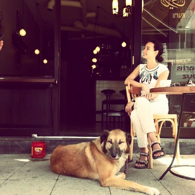rumi cafe dog weibdeh