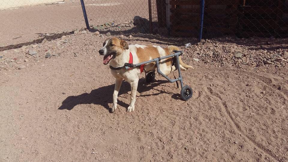 Animal Rescue in Jordan – Al Rabee Society for Nature and Animal ...