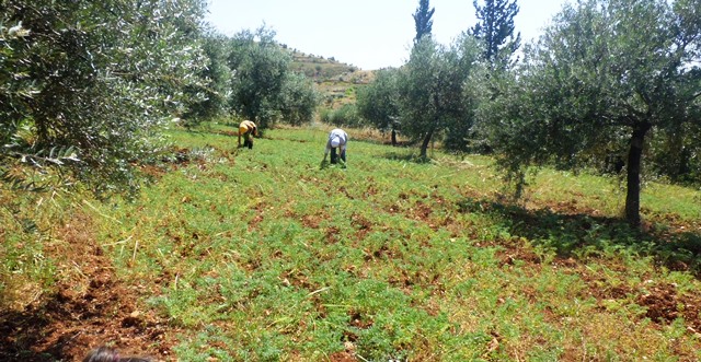 organic farm ajloun jordan