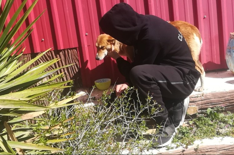 bishop student animal shelter amman