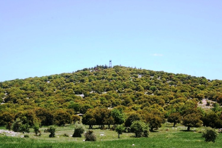 dibeen forest reserve jordan